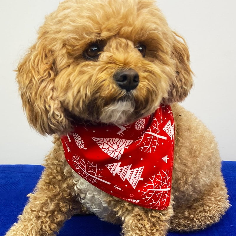 Reindeer Red Christmas Bandana